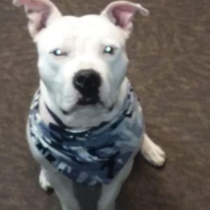 Meet your Posher, Logan